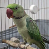 جوجه شاه طوطی یکساله کلام دار