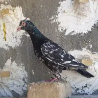 سار سیاه نر