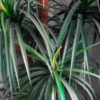 درخت