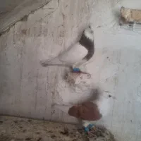 طوقی