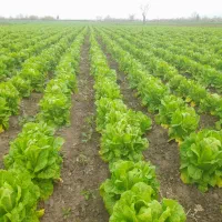 کاهوی درجه  یک روغنی