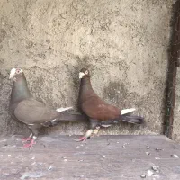کفتر|پرنده|شیراز, تل حسین‌آباد|دیوار
