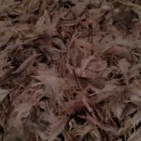پر شتر مرغ