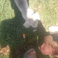 یک عدد تاژی