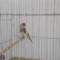 جوجه سهره قفس یک سال معاوضه جوجه سهره کال