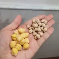 نخود اراک کشت امسال تازه زودپخت