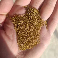 بذر یونجه