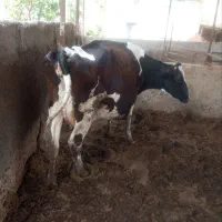گاو آبستن شیری