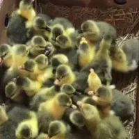 جوجه غاز