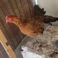 مرغ محلی تخمگذار