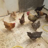 مرغ و خروس