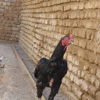 لاری|حیوانات مزرعه|خوی, |دیوار