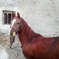 مادیان|اسب و تجهیزات اسب‌سواری|ساوه, |دیوار