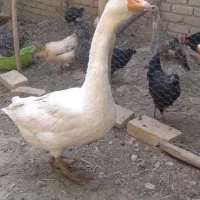 قوغاز سفید