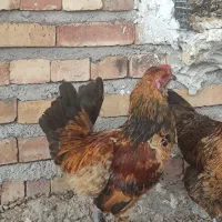 خروس|حیوانات مزرعه|سراب, |دیوار