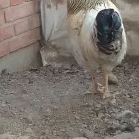 مرغ و خروس رسمی