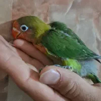کوتوله سرلاکی و مولد  فنچ اورنج کینگ گلدین مرغ عشق