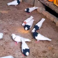کبوتر شهری