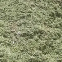 کاه علف باغی