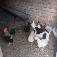 مرغ و خروس رسمی