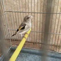 جوجه سهره دورگ