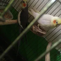یک جفت عروس هلندی بهمراه دوتا جوجه