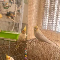 عروس هلندی