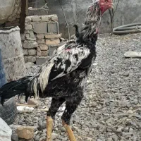 خروس لاری دنگ بالا