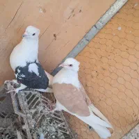 دوتا کفتر ماده دوکت زرد و سیاه کاکلی