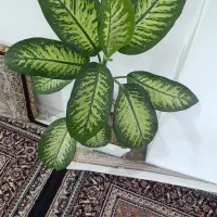 گل دیفن|گل و گیاه طبیعی|سنندج, |دیوار