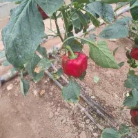 فروش فلفل دلمه رنگی