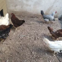 مرغ روستایی 10عدد