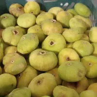 انجیر زرد عسلی