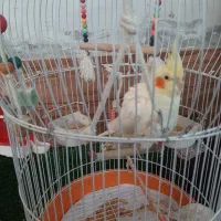 عروس هلندی