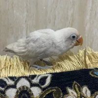 طوطی کتوله برزیلی دانه خور دستی وبازیگوش .آبپخش