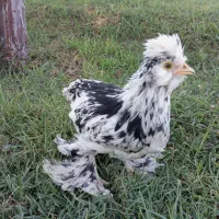 مرغ و خروس سلطان