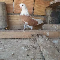 کبوتر ماده