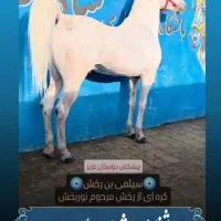 باشگاه سوارکاری شاه پسر (اسب)