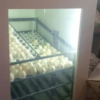 دستگاه جوجه کشی ۱۰۰۸ عددی هدایت