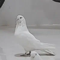 نر کله سربی