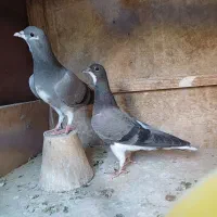 خرقه روس