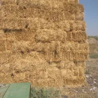 پریس جو
