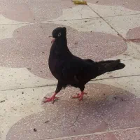 کبوتر  جفت ابادانی یک سر صرب