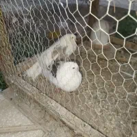 معاوضه کفتر تهرانی ماده با نر