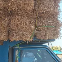 پرس گندم