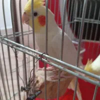 یک جفت عروس هلندی