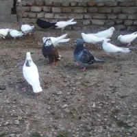 کفتر|پرنده|ویلکیج, |دیوار