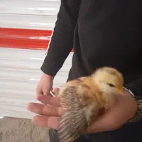 جوجه گلپایگانی