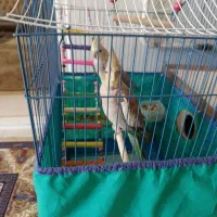 عروس هلندی