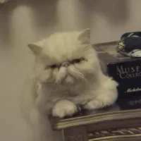 گمشده گربه پرشین در محدوده گلسار رشت